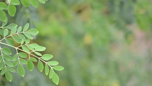 green leaves of tree in spring