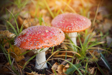 Two large red spotted toadstools grow among green grass and fallen autumn leaves on a Sunny pleasant day.