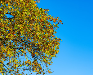 Branches of a tree with autumn foliage against the sky, sunny morning.