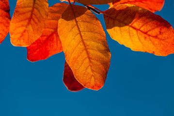 Orange foliage in the sunlight against the blue sky.