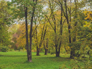 autumn in the park