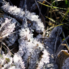 Frozen  green grass in garden