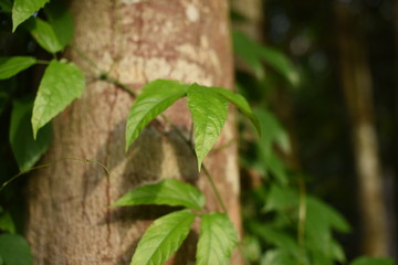Obraz premium Green tree leaves in the rainforest in Thailand.