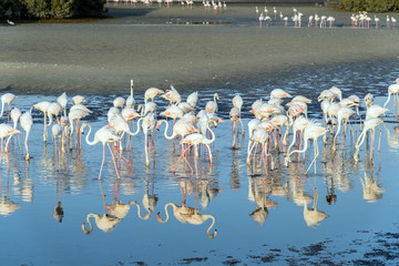 Fototapeta premium Caribbean pink flamingo at Ras al Khor Wildlife Sanctuary, a wetland reserve in Dubai, United Arab Emirates,