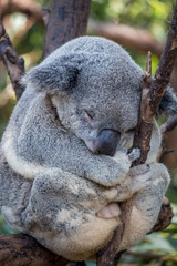 Koala sleeping in a gum tree 