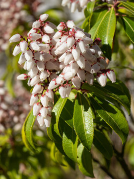 Japanese Andromeda, Pieris Japonica