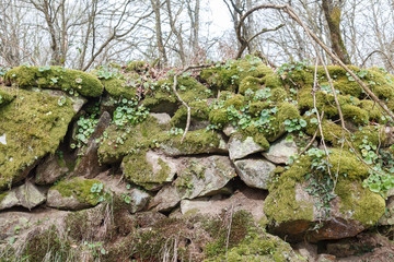 old stone wall with growing green moss and plants in forest