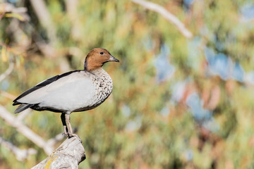 A male Australian Wood Duck perched quietly in a tree