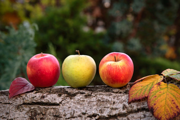 Fresh harvest of apples. Harvested apples, autumn background . Nature fruit concept.