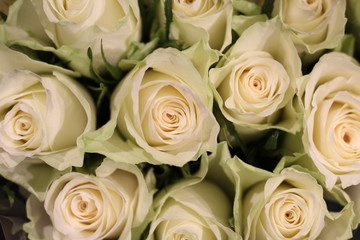 Obraz na płótnie Canvas Bouquet of beautiful white roses