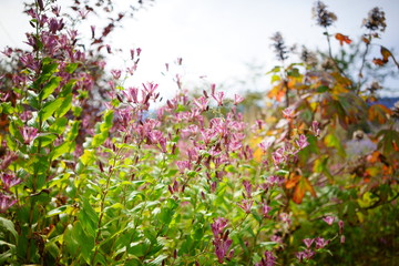 晩秋のお花畑、ホトトギス