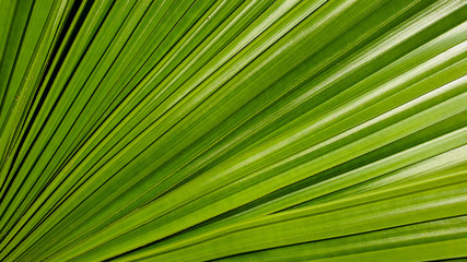 leaf of palm tree