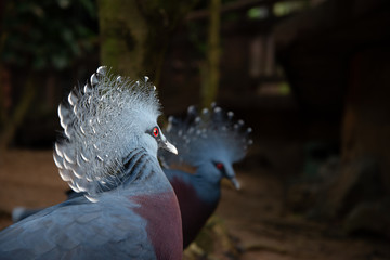  Victoria crowned pigeon