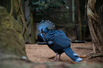  Victoria crowned pigeon