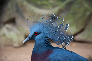 Obraz premium Victoria crowned pigeon