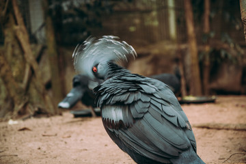 Victoria crowned pigeon