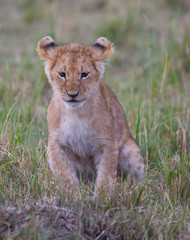 lion