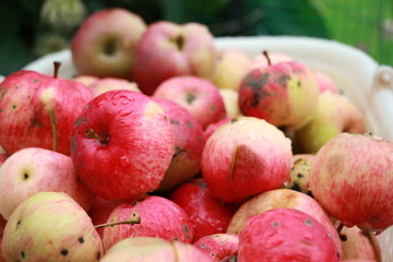 garden apples in a plastic basket