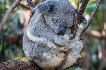 Koala sleeping in a gum tree 