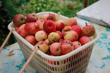 garden apples in a plastic basket