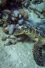 Fototapeta na wymiar sea turtle and diver