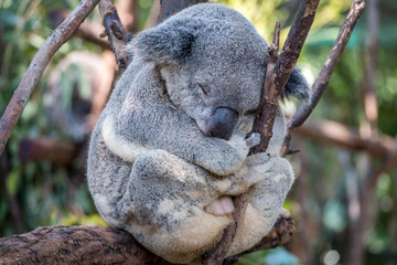 Koala having a nap in a tree  © Amanda