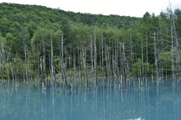 青い池