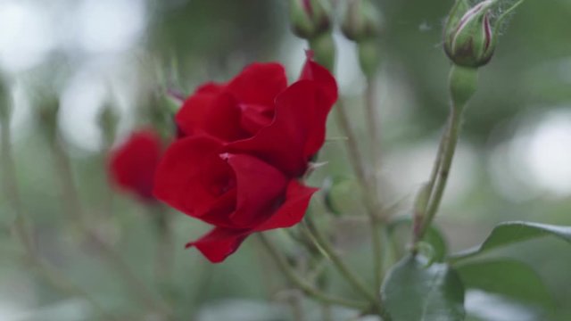primo piano di profilo di donna che annusa una rosa rossa