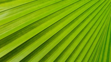 Obraz premium palm tree leaf