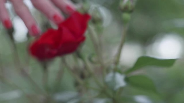 dettaglio di mano di donna con smalto rosso che accarezza una rosa rossa