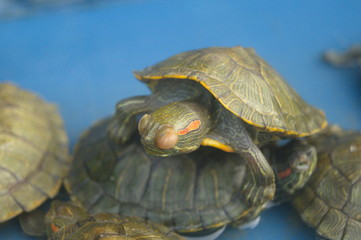 The turtles are at the aquarium
