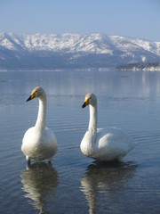 屈斜路湖のオオハクチョウ