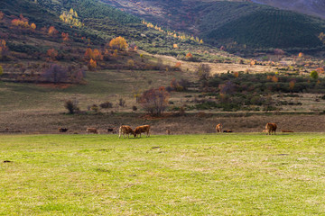 Prairie with cows at the base of a mountainous autumnal landscape 