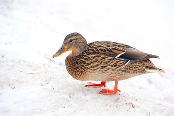 Duck in the Palace Park in Gatchina. Winter 2019