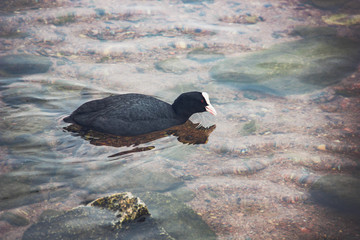 Duck in the Palace Park in Gatchina. Winter 2019