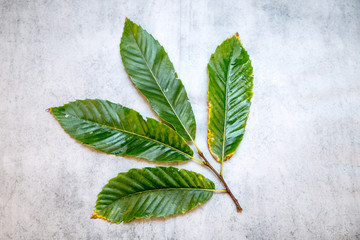 Bl&auml;tter der Esskastanie.