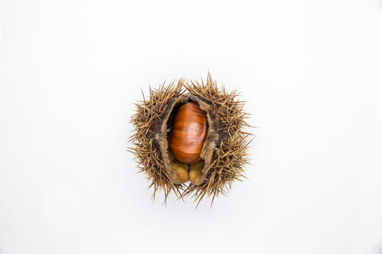 Esskastanien / Maronen mit Capula.