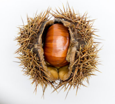 Esskastanien / Maronen mit Capula.