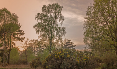 Woodland in the evening light.