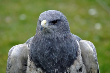 Agula -Blaubussard