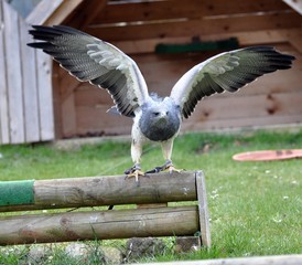 Agula -Blaubussard