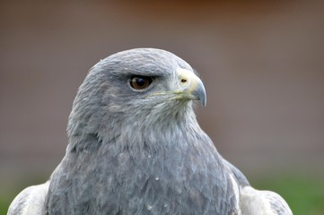 Agula -Blaubussard