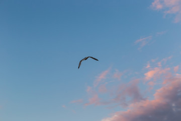 Seagull on a background of blue sky