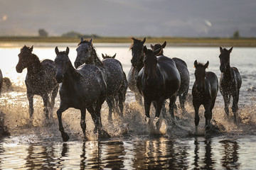 Yilki Horses Running in Water, Kayseri, Turkey