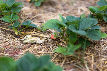 Mulching strawberries in the garden.