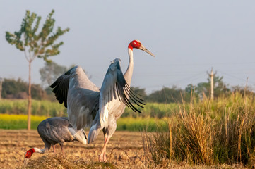 Sarus crane fluttering wings in the field