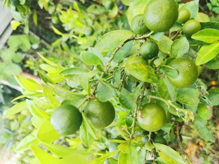 green tomatoes on vine