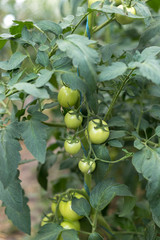 Unripe green tomatoes in a rural greenhouse