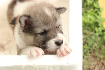 Puppy (Thai Bang Kaew) 36
