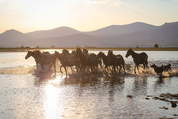 Fototapeta na wymiar Yilki Horses Running in Water, Kayseri, Turkey